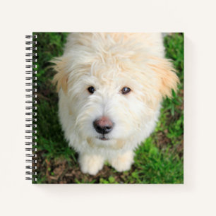 Goldendoodle-Welpe mit Kamera Notizbuch