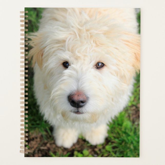 Goldendoodle-Welpe mit Kamera Planer (Vorderseite)