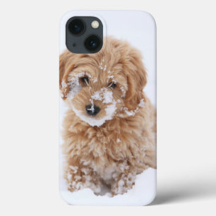 Goldendoodle Welpe mit Schnee im Gesicht Case-Mate iPhone Hülle