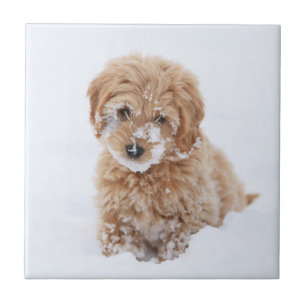 Goldendoodle Welpe mit Schnee im Gesicht Fliese