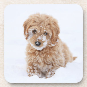 Goldendoodle Welpe mit Schnee im Gesicht Getränkeuntersetzer