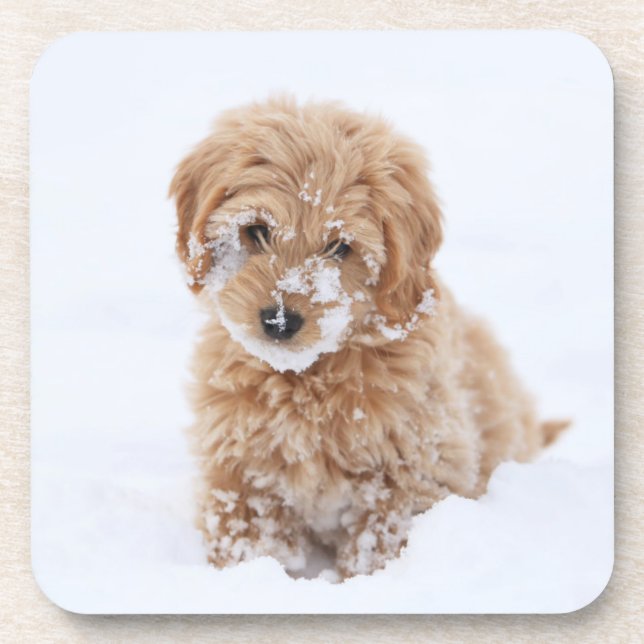 Goldendoodle-Welpe mit Schnee im Gesicht Getränkeuntersetzer (Vorderseite)