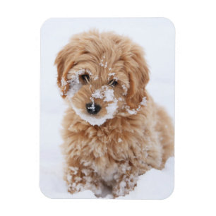 Goldendoodle-Welpe mit Schnee im Gesicht Magnet