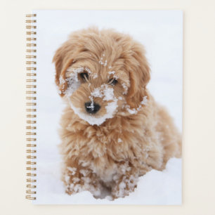 Goldendoodle-Welpe mit Schnee im Gesicht Planer