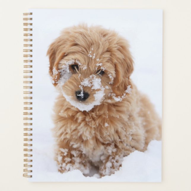 Goldendoodle-Welpe mit Schnee im Gesicht Planer (Vorderseite)