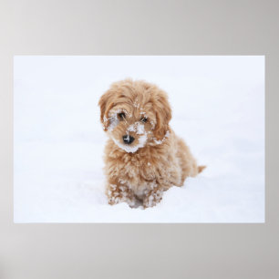 Goldendoodle-Welpe mit Schnee im Gesicht Poster