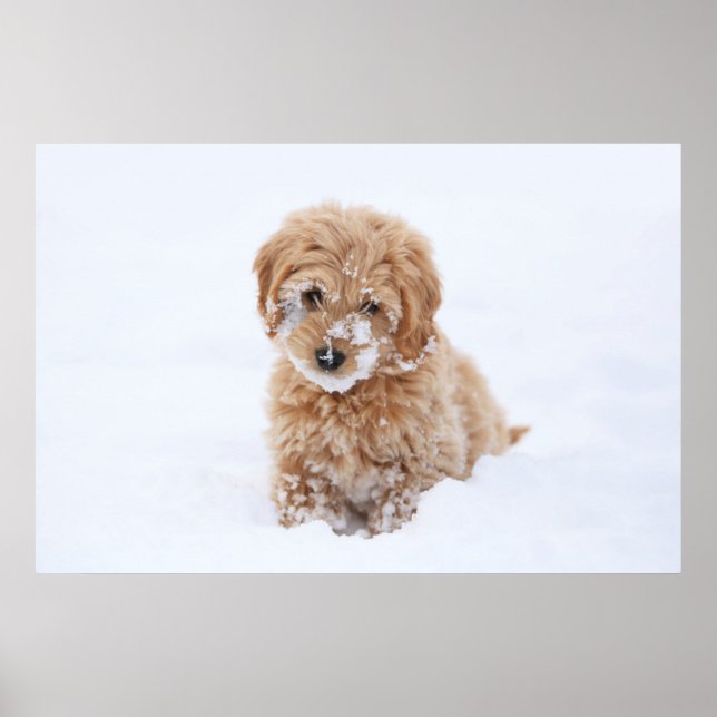 Goldendoodle-Welpe mit Schnee im Gesicht Poster (Vorne)
