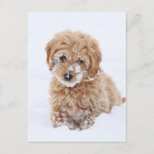 Goldendoodle-Welpe mit Schnee im Gesicht Postkarte