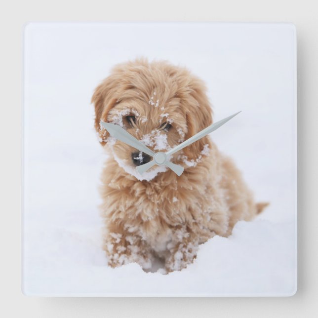 Goldendoodle Welpe mit Schnee im Gesicht Quadratische Wanduhr (Vorderseite)