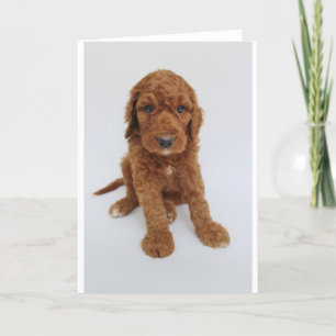 Goldendoodle Welpen-Gruß-Karte Karte