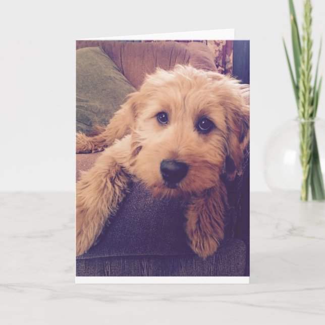 Goldendoodle Welpen-Gruß-Karte Karte (Vorderseite)