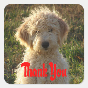 Goldendoodle Welpen Hund Danke, Ihr Sticker / Labe