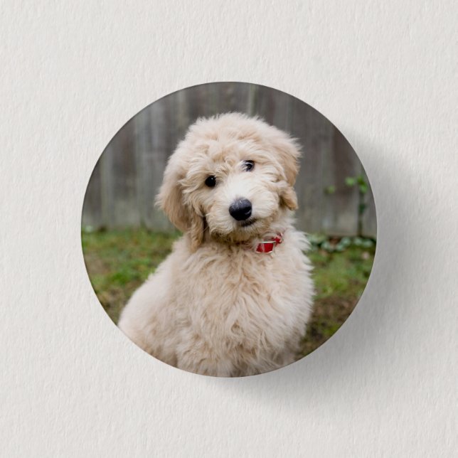 Goldendoodle Welpen im Gras Button (Vorderseite)