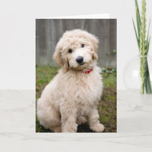 Goldendoodle Welpen im Gras Karte