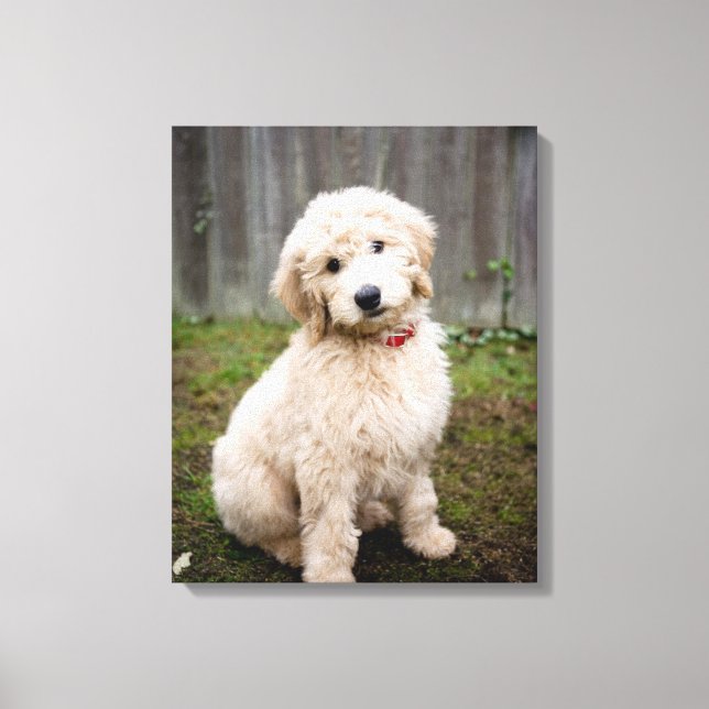 Goldendoodle-Welpen im Gras Leinwanddruck (Vorderseite)