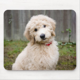 Goldendoodle Welpen im Gras Mousepad