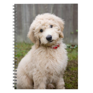 Goldendoodle-Welpen im Gras Notizblock