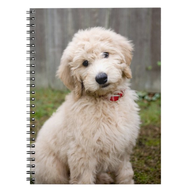 Goldendoodle-Welpen im Gras Notizblock (Vorderseite)