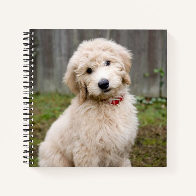 Goldendoodle-Welpen im Gras Notizbuch (Vorderseite)