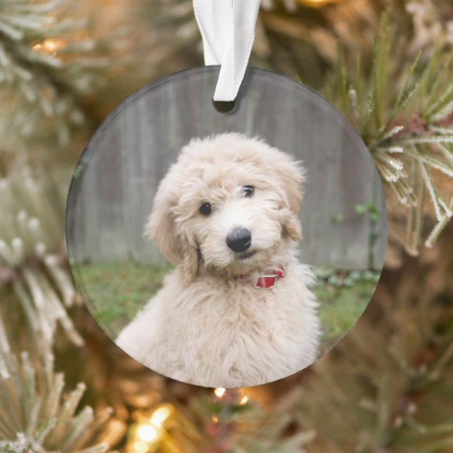 Goldendoodle Welpen im Gras Ornament (Baum)