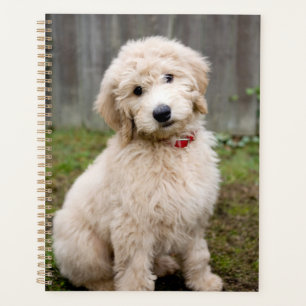 Goldendoodle-Welpen im Gras Planer