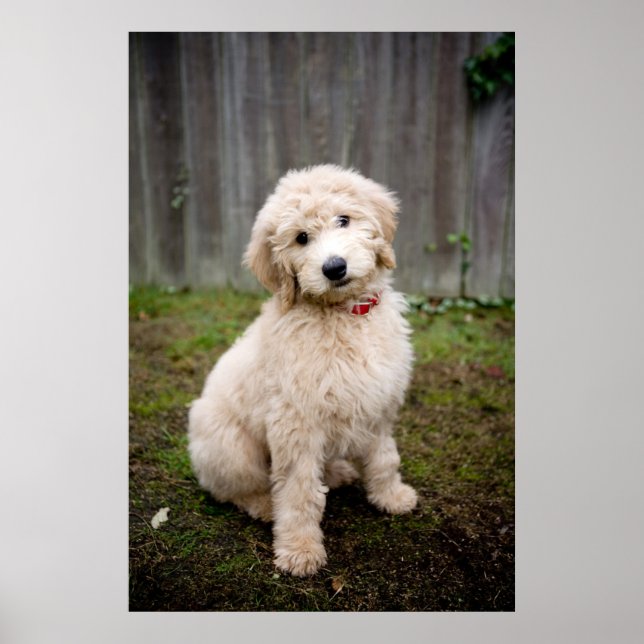 Goldendoodle-Welpen im Gras Poster (Vorne)