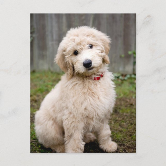 Goldendoodle-Welpen im Gras Postkarte (Vorderseite)