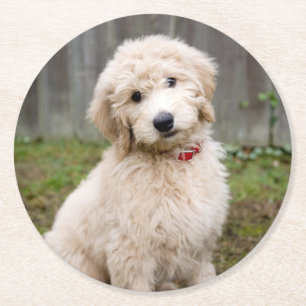 Goldendoodle Welpen im Gras Runder Pappuntersetzer
