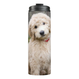Goldendoodle Welpen im Gras Thermosbecher