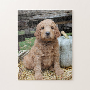 Goldendoodle Welpen-Puzzle Puzzle