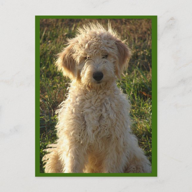 Goldendoodle Welpenhund Blank Gruß Postkarte (Vorderseite)