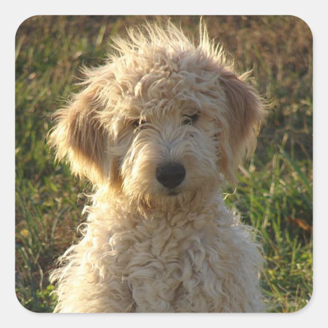 Goldendoodle Welpenhund Grußaufkleber / Etikett Quadratischer Aufkleber (Vorderseite)