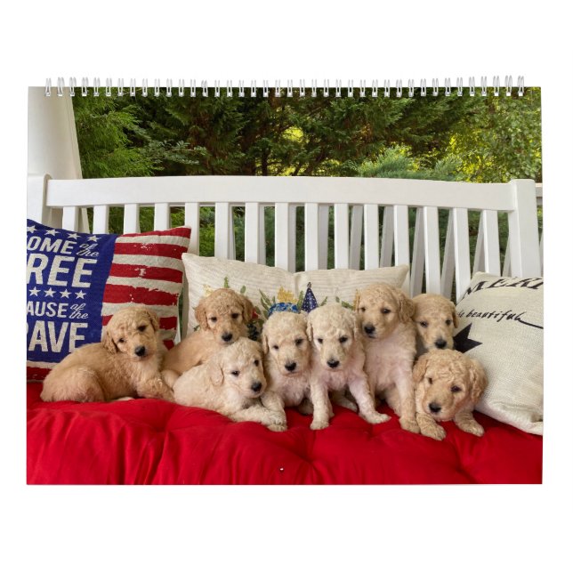 Goldendoodle Welpenkalender Kalender (Rückseite)