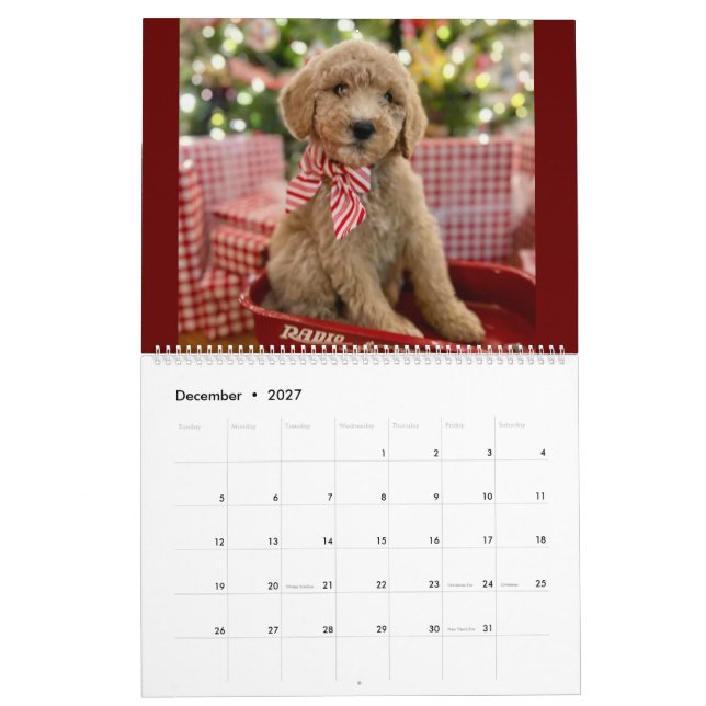Goldendoodle Welpenkalender Kalender (Dez 2027)