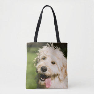 Goldendoodle Welpenpaneel