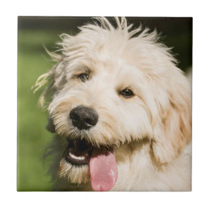 Goldendoodle Welpenpaneel Fliese