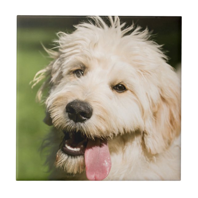 Goldendoodle Welpenpaneel Fliese (Vorderseite)