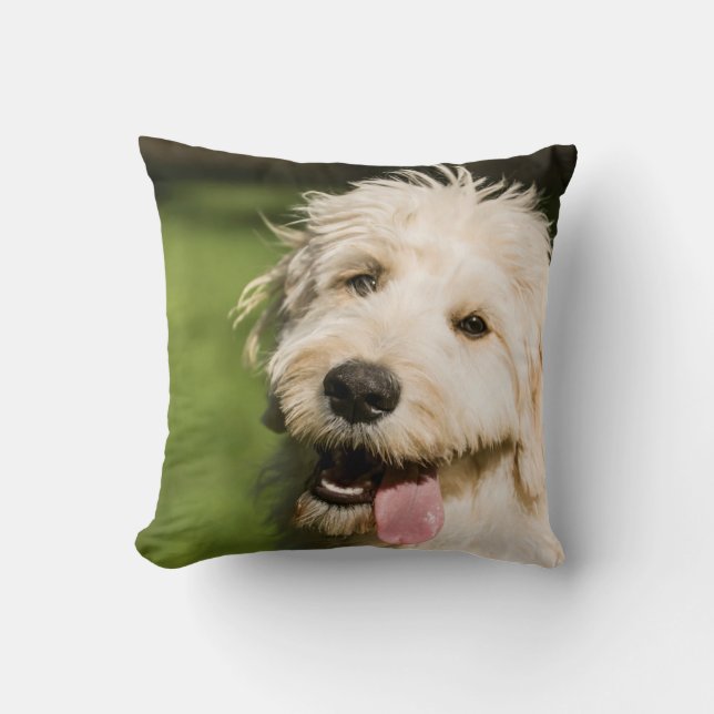 Goldendoodle Welpenpaneel Kissen (Vorderseite)