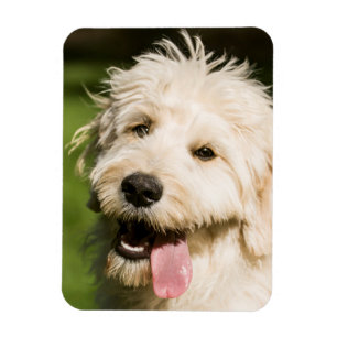 Goldendoodle Welpenpaneel Magnet