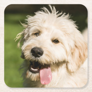 Goldendoodle Welpenpaneel Rechteckiger Pappuntersetzer