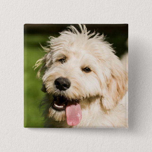 Goldendoodle Welpenpansche Button (Vorderseite)