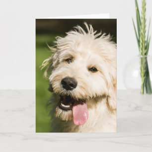 Goldendoodle Welpenpansche Karte