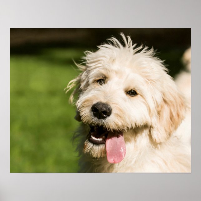 Goldendoodle Welpenpansche Poster (Vorne)