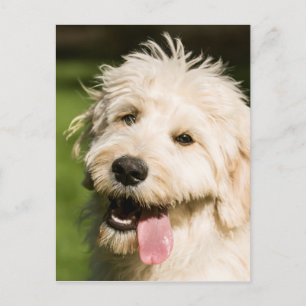 Goldendoodle Welpenpansche Postkarte