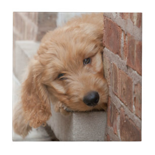 Goldendoodle-Welpenpfanne Fliese