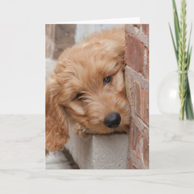 Goldendoodle-Welpenpfanne Karte (Vorderseite)