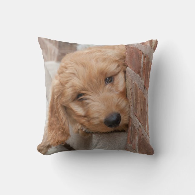 Goldendoodle-Welpenpfanne Kissen (Vorderseite)