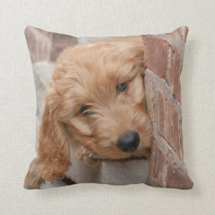 Goldendoodle-Welpenpfanne Kissen