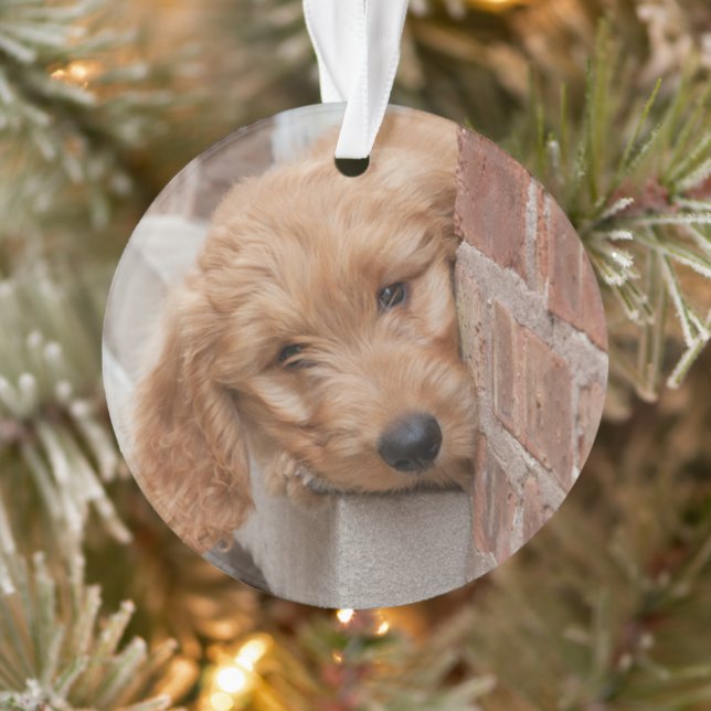 Goldendoodle-Welpenpfanne Ornament (Baum)