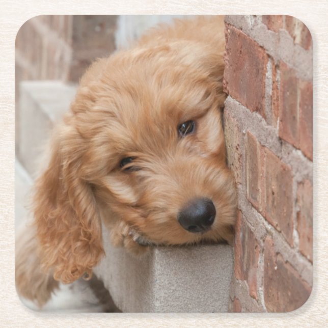 Goldendoodle-Welpenpfanne Rechteckiger Pappuntersetzer (Vorderseite)